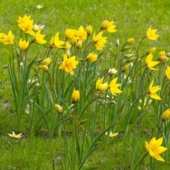 Tulip Sylvestris -Olivia Plants Sales x600 14626