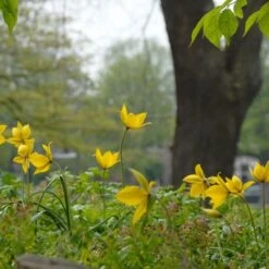 Tulip Sylvestris -Olivia Plants Sales x600 14627