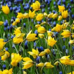 Tulip Sylvestris -Olivia Plants Sales x600 14628