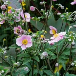 Anemone X Hybrida 'Robustissima' 11 Anemone X Hybrida 'Robustissima' -Olivia Plants Sales x600 14688