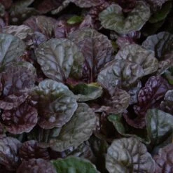Ajuga Reptans 'Black Scallop' -Olivia Plants Sales x600 14691