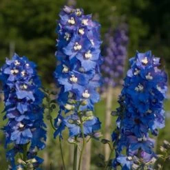 Delphinium Magic Fountains Strain 9 Delphinium Magic Fountains Strain -Olivia Plants Sales x600 14697