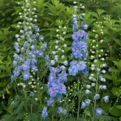 Delphinium Magic Fountains Strain 10 Delphinium Magic Fountains Strain -Olivia Plants Sales x600 14700