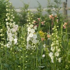 Delphinium Magic Fountains Strain 11 Delphinium Magic Fountains Strain -Olivia Plants Sales x600 14701