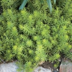 Season's Farewell Collection -Olivia Plants Sales x600 14703