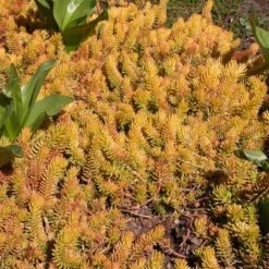 Sedum Rupestre 'Angelina' 11 Sedum Rupestre 'Angelina' -Olivia Plants Sales x600 14707