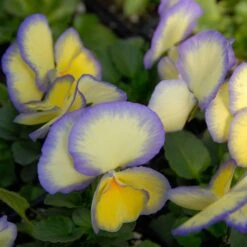Viola 'Etain' -Olivia Plants Sales x600 14718