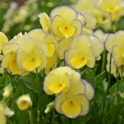 Viola 'Etain' -Olivia Plants Sales x600 14720