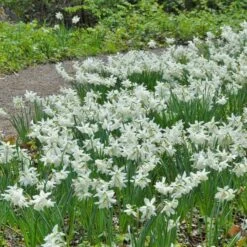 Narcissus 'Thalia' -Olivia Plants Sales x600 14753