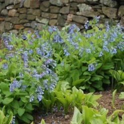 Mertensia Virginica -Olivia Plants Sales x600 14787
