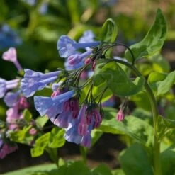 Mertensia Virginica -Olivia Plants Sales x600 14789