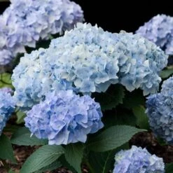 Hydrangea Macrophylla Endless Summer® 13 Hydrangea Macrophylla Endless Summer® -Olivia Plants Sales x600 14794