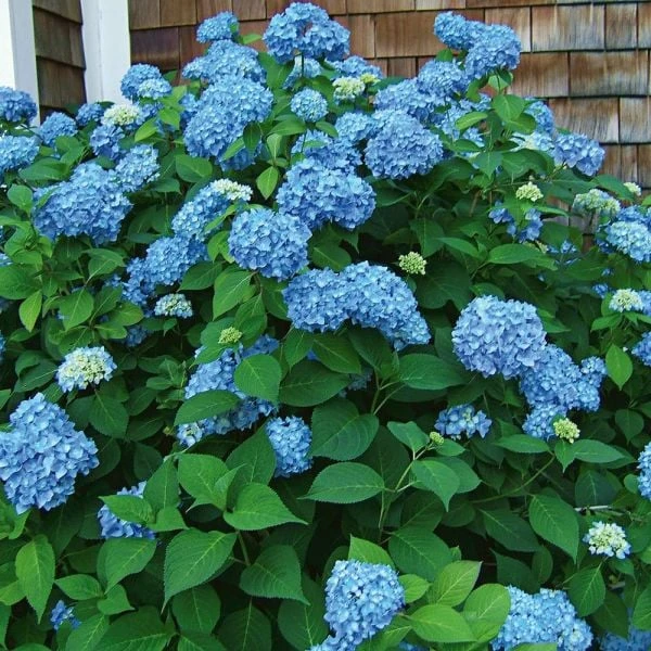 Hydrangea Macrophylla Endless Summer® 7 Hydrangea Macrophylla Endless Summer® - Image 7