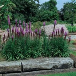 Liatris Spicata 'Kobold' 8 Liatris Spicata 'Kobold' -Olivia Plants Sales x600 14800