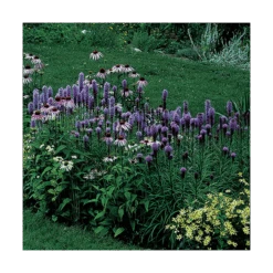 Liatris Spicata 'Kobold' 9 Liatris Spicata 'Kobold' -Olivia Plants Sales x600 14801