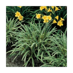 Liriope Muscari 'Variegata' -Olivia Plants Sales x600 14802