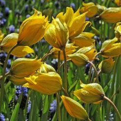 Tulip Sylvestris -Olivia Plants Sales x600 14851