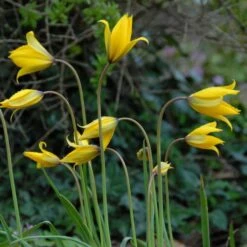 Tulip Sylvestris -Olivia Plants Sales x600 14852