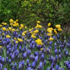 Tulip Sylvestris -Olivia Plants Sales x600 14853