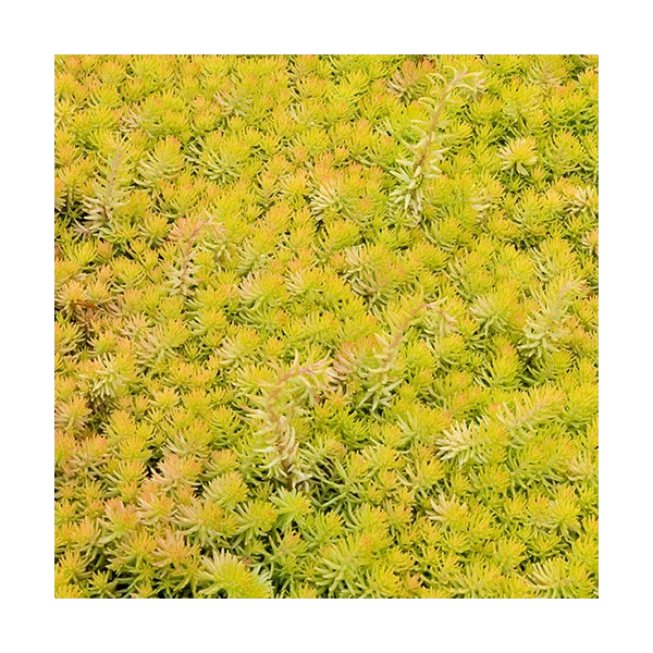 Springtime Sizzle Hyacinth, Forget-me-not & Sedum Collection 2 Springtime Sizzle Hyacinth, Forget-me-not & Sedum Collection - Image 2