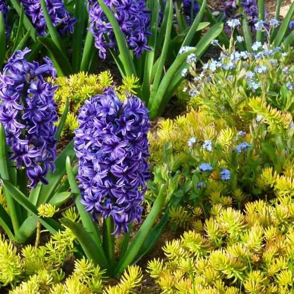 Springtime Sizzle Hyacinth, Forget-me-not & Sedum Collection 1 Springtime Sizzle Hyacinth, Forget-me-not & Sedum Collection