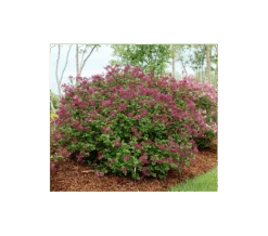 Syringa Bloomerang® Dark Purple 9 Syringa Bloomerang® Dark Purple -Olivia Plants Sales x600 1486