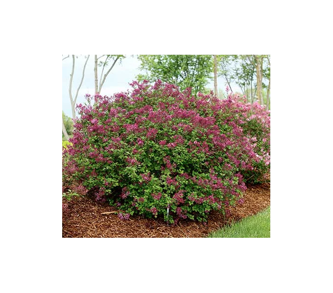 Syringa Bloomerang® Dark Purple 4 Syringa Bloomerang® Dark Purple - Image 4