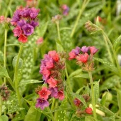 Pulmonaria 'Raspberry Splash'
