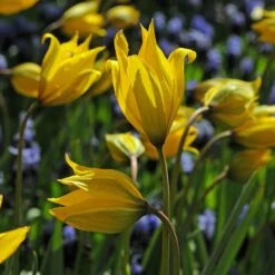 Tulip Sylvestris -Olivia Plants Sales x600 14870