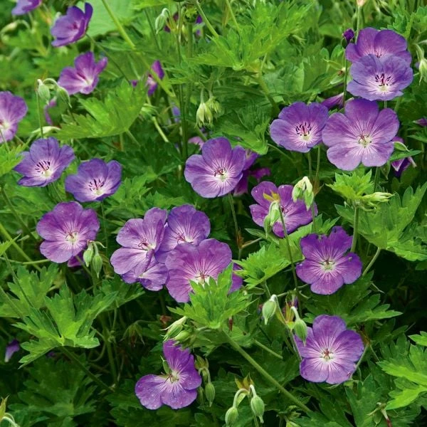 Geranium Rozanne® 1 Geranium Rozanne®
