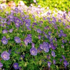 Geranium Rozanne® 12 Geranium Rozanne® -Olivia Plants Sales x600 14915