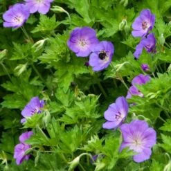 Geranium Rozanne® 13 Geranium Rozanne® -Olivia Plants Sales x600 14917