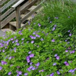 Geranium Rozanne® 14 Geranium Rozanne® -Olivia Plants Sales x600 14918
