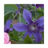 Clematis Sapphire Indigo™