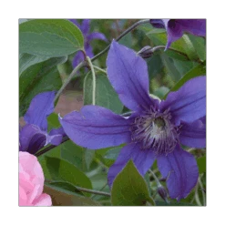 Clematis Sapphire Indigo™