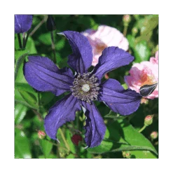 Clematis Sapphire Indigo™ -Olivia Plants Sales x600 14942