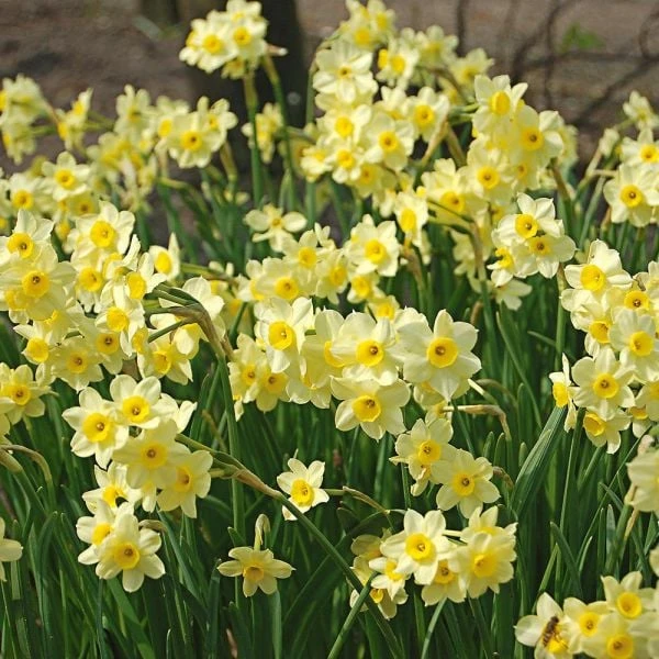 Award-winning Miniature Daffodils 3 Award-winning Miniature Daffodils - Image 3