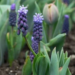 Pollinator Bulb & Perennial Garden 21 Pollinator Bulb & Perennial Garden -Olivia Plants Sales x600 15088 1