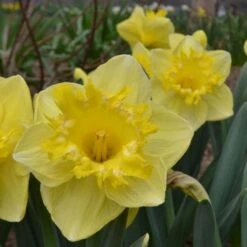 Narcissus 'Snowtip' 6 Narcissus 'Snowtip' -Olivia Plants Sales x600 15090