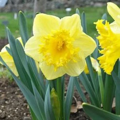 Narcissus 'Snowtip' 7 Narcissus 'Snowtip' -Olivia Plants Sales x600 15091