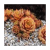 Sempervivum Chick Charms® 'Gold Nugget'