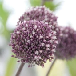Allium 'Summer Drummer' -Olivia Plants Sales x600 15115