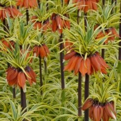 Fritillaria Imperialis 'Aureomarginata' 10 Fritillaria Imperialis 'Aureomarginata' -Olivia Plants Sales x600 15172