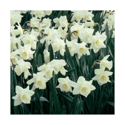 White Trumpet Solo Daffodil Mix 10 White Trumpet Solo Daffodil Mix -Olivia Plants Sales x600 15177