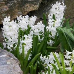 Hyacinthus Orientalis 'Carnegie' 5 Hyacinthus Orientalis 'Carnegie' -Olivia Plants Sales x600 15264