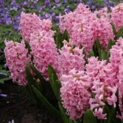 Hyacinthus May Day Bouquet Mix -Olivia Plants Sales x600 15295