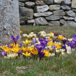 Farewell To Winter Crocus Mix -Olivia Plants Sales x600 15427