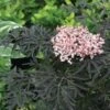 Sambucus Nigra F. Porphyrophylla Black Lace®