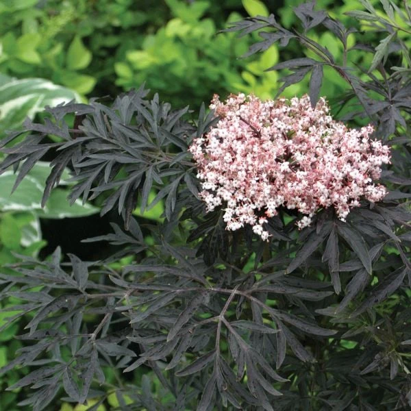 Sambucus Nigra F. Porphyrophylla Black Lace® 1 Sambucus Nigra F. Porphyrophylla Black Lace®
