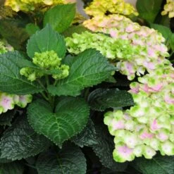 Hydrangea Macrophylla Everlasting® Amethyst -Olivia Plants Sales x600 15587